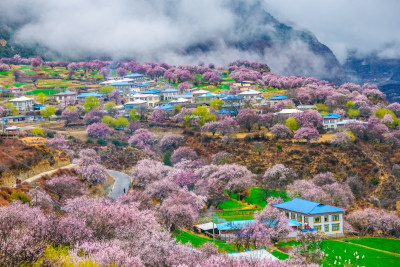 西藏林芝桃花园