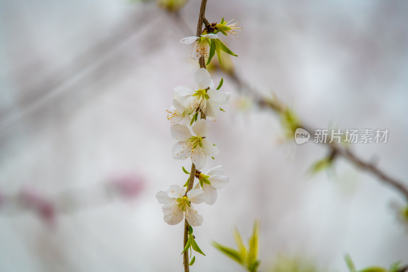 桃树桃花桃树林