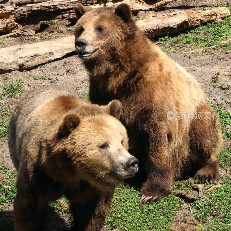 野生动物棕熊北极熊