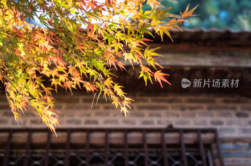 逆光拍摄江西庐山的红枫叶