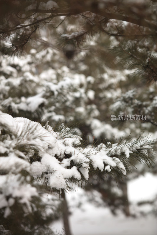 寒冷冬季松树枝头的积雪