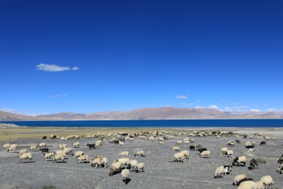 中国西藏高原湖泊佩枯措和羊群