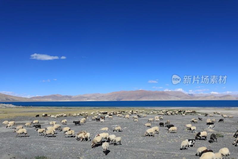 中国西藏高原湖泊佩枯措和羊群