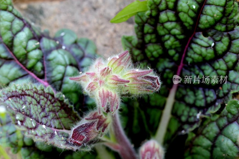 野生地黄开花的季节