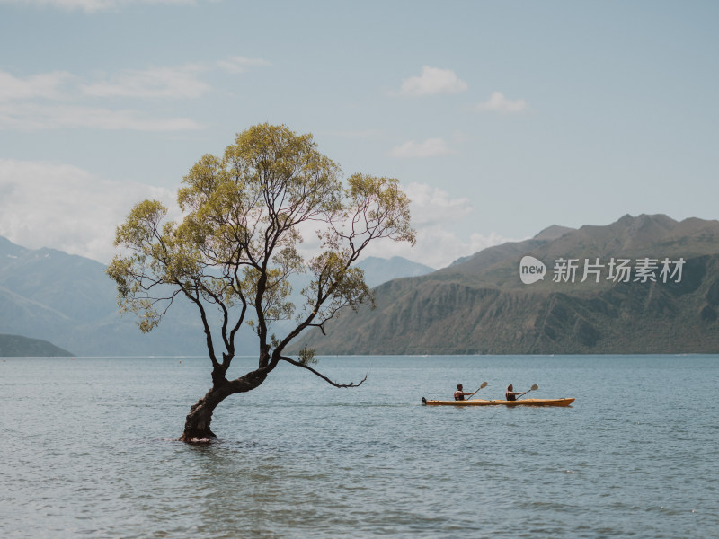 Wanaka孤独的树 湖中央的树