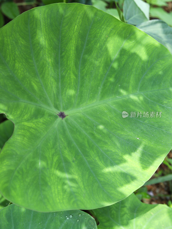 春天绿色的植物叶子树叶和水滴雨滴