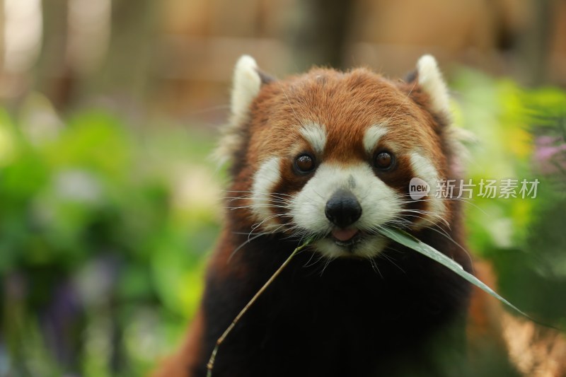 野生动物小熊猫