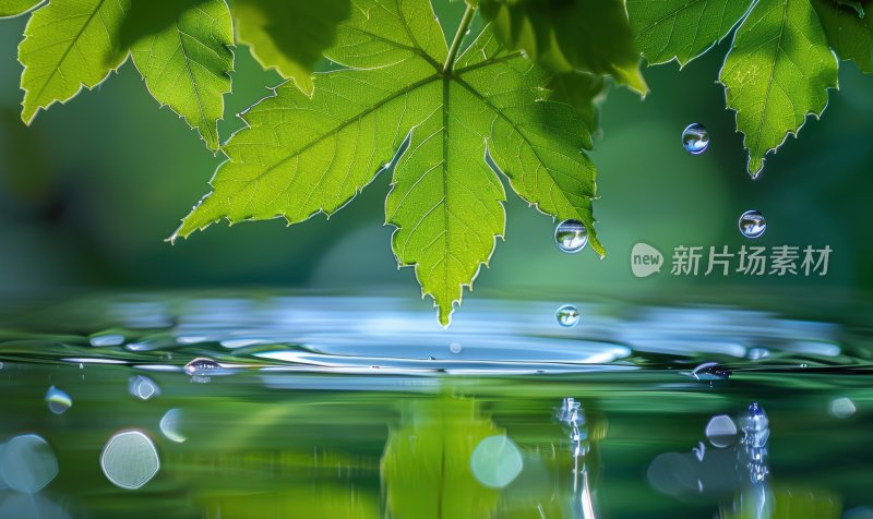 雨后植物绿叶水面树叶水珠生态背景