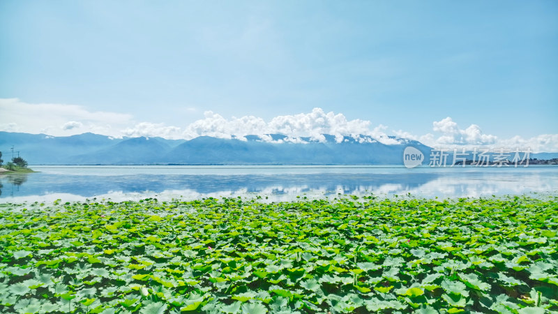 云南大理苍山洱海荷花