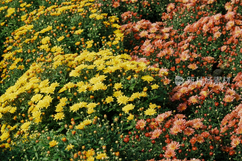 北京国家植物园菊花展