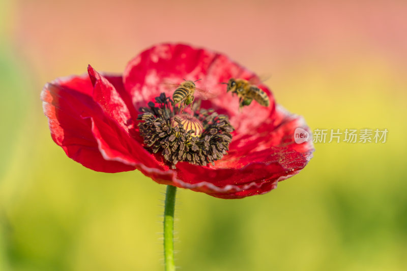 特写红色花朵与蜜蜂