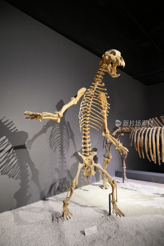 洞熊骨骼化石模型