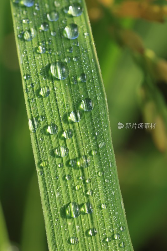 阳光绿叶露珠特写