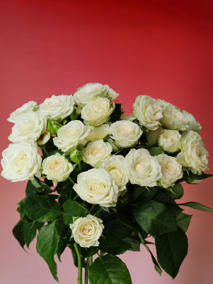 粉色背景上的一束白色玫瑰花