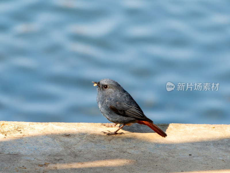 雄性红尾水鸲