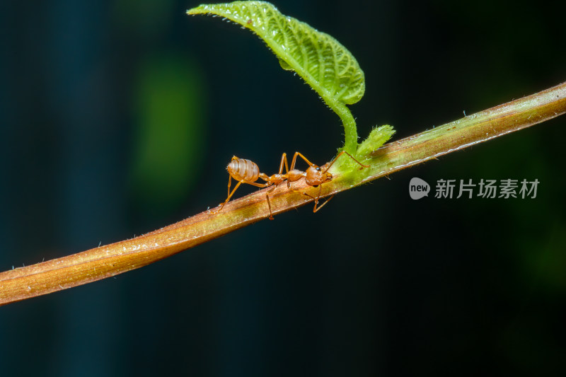 勤劳的黄色小蚂蚁