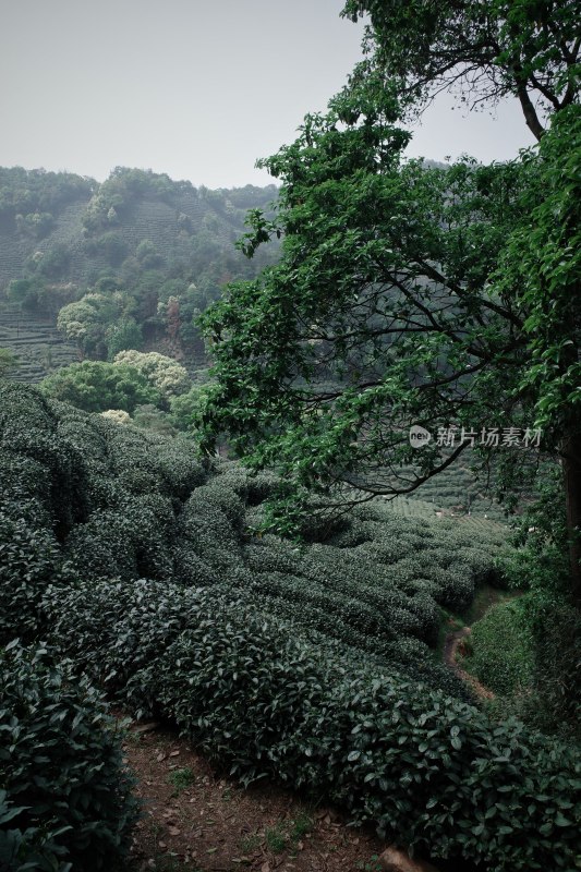 山坡上的大片茶园景观