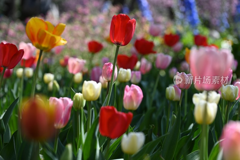 多彩郁金香花丛特写