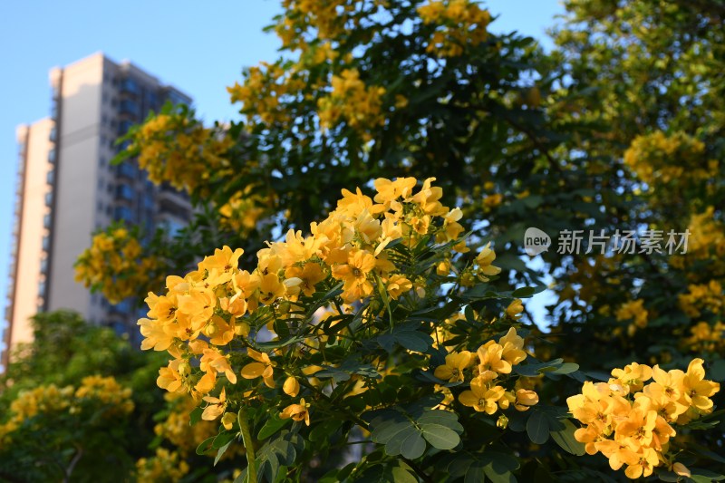 广东东莞：黄槐花开