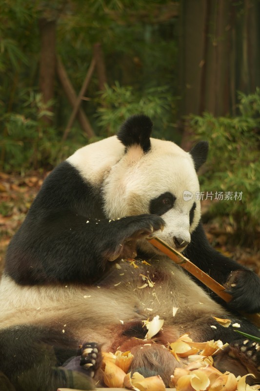 熊猫萌萌啃食竹叶的可爱模样