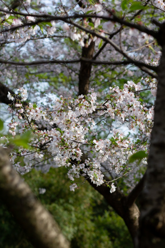 杭州曲院风荷盛开樱花特写