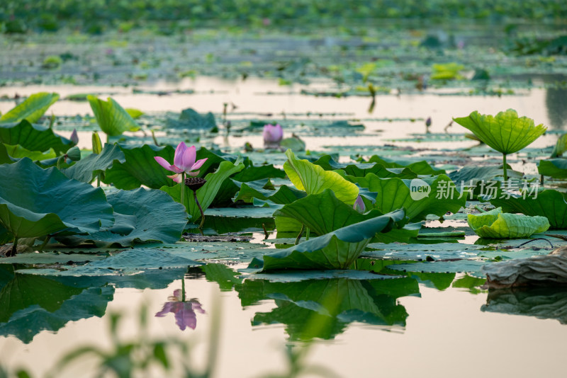 夏日池塘荷花