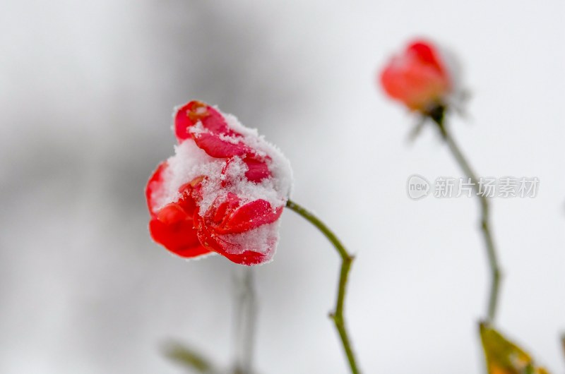 重庆酉阳：雪中月季花