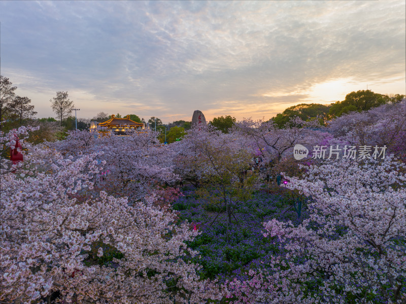 武汉东湖磨山樱花园夜景风光