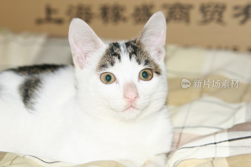 可爱的猫咪