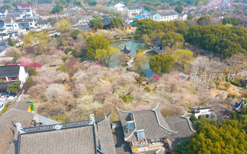 苏州香雪海景区梅花航拍