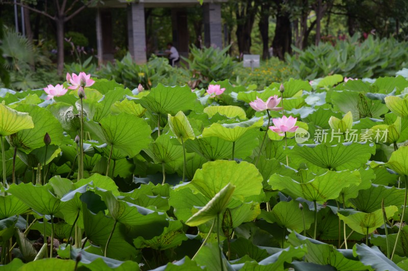 广东东莞：清溪公园荷花盛开