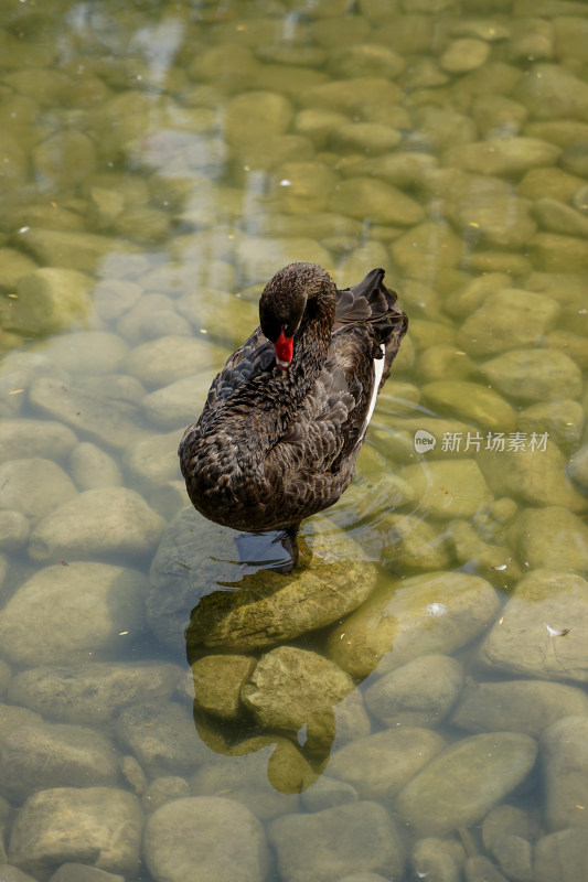 黑天鹅在水面的鹅卵石上站立