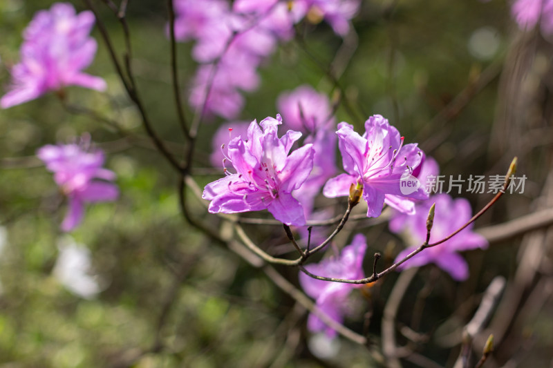 杭州植物园绽放的紫色杜鹃花