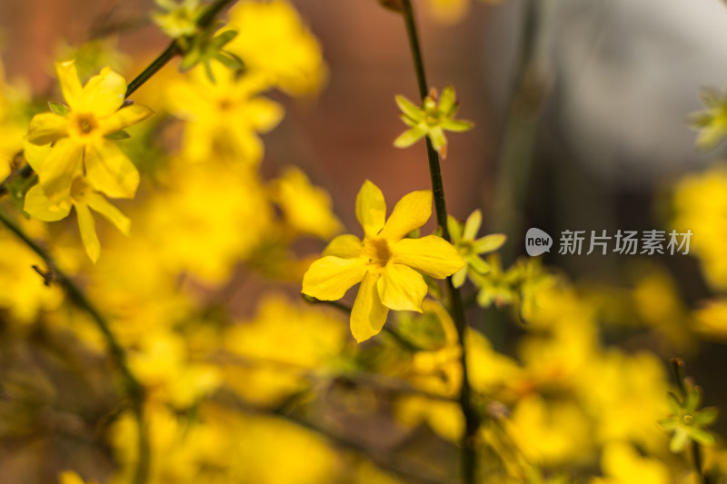 迎春花春天小黄花假日旅行