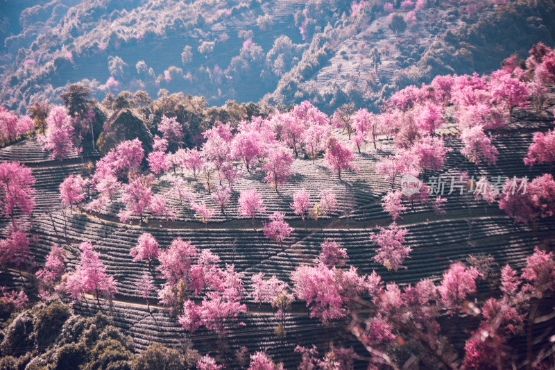 大理无量山樱花谷粉丝山坡自然景观