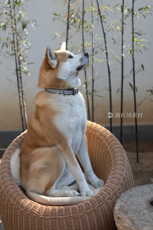 秋田犬特写