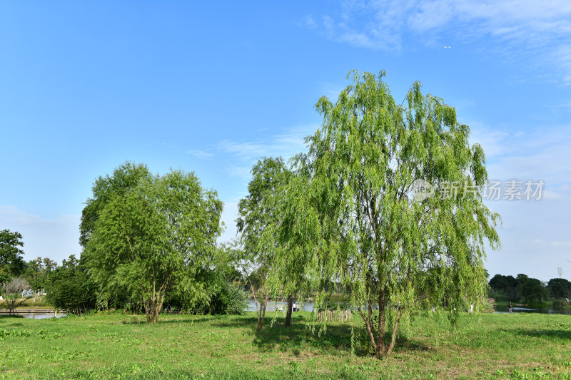 蓝天白云绿树绿草地