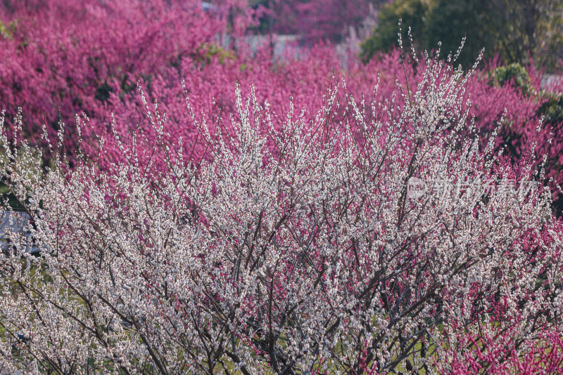 花开海上梅花节