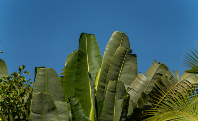 在晴朗的蓝天下美人蕉树叶