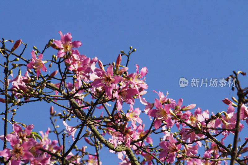 粉色花朵与花骨朵的枝头特写