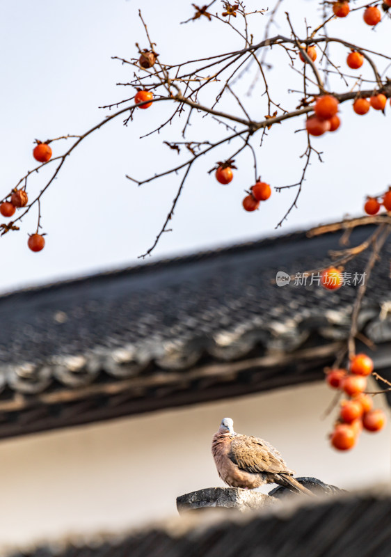 苏州北寺塔地铁站白墙黛瓦柿子树