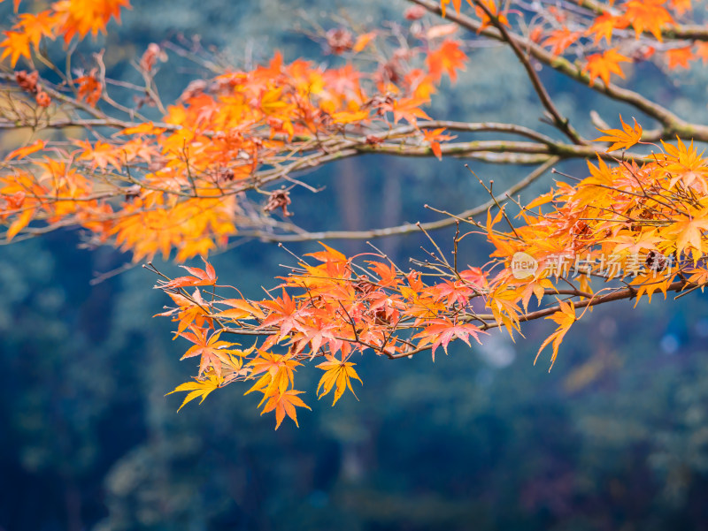 杭州九溪烟树景区的枫叶