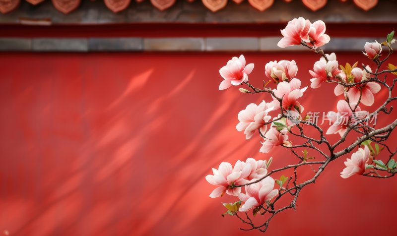 中国风春日暖阳红墙玉兰花枝头盛开背景