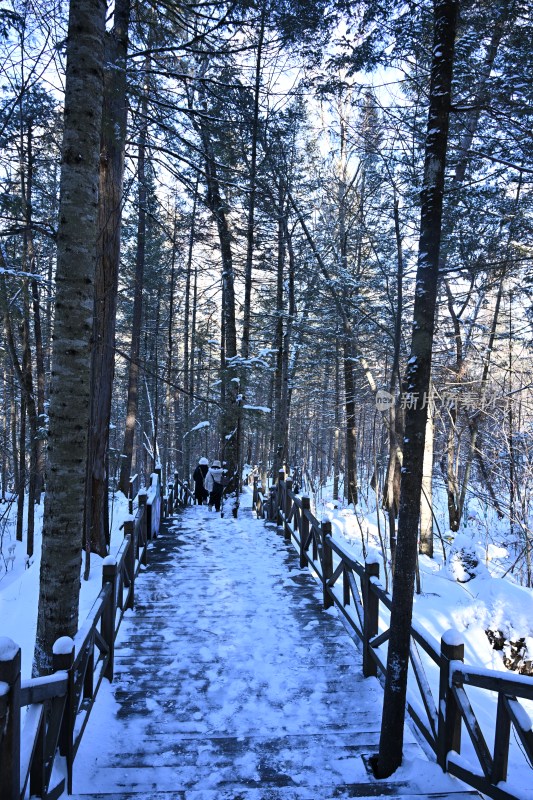 积雪覆盖的林间小道