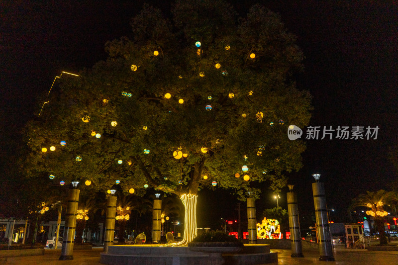 夜晚装饰着彩灯的大树景观