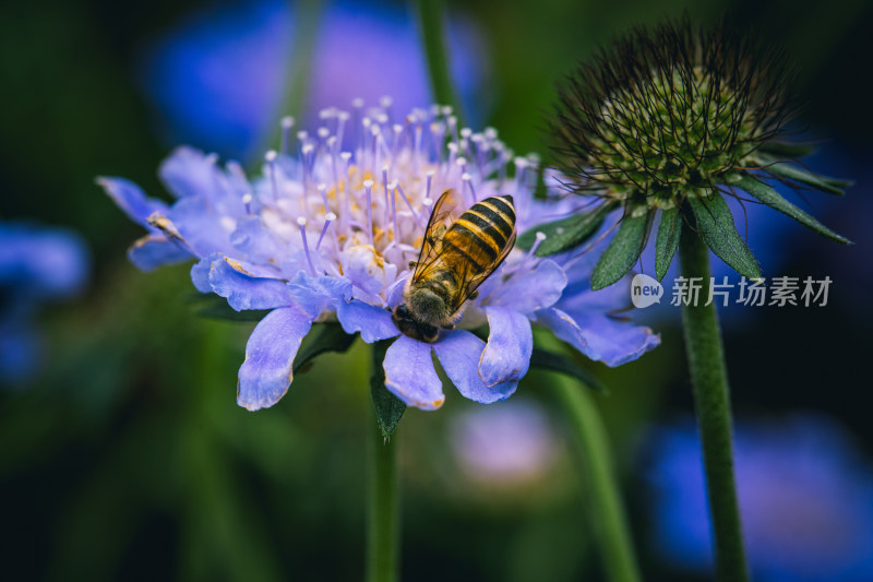 花朵里的蜜蜂