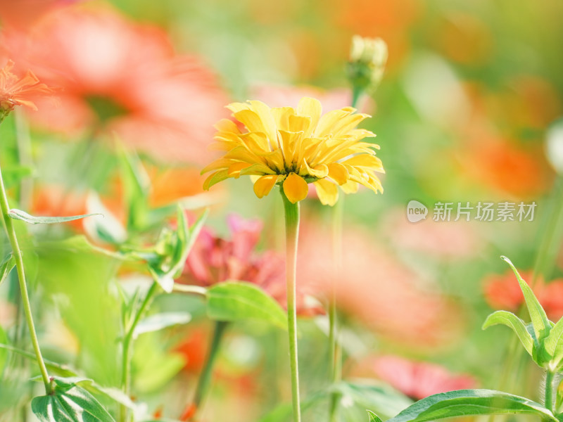 阳光下黄色百日菊特写