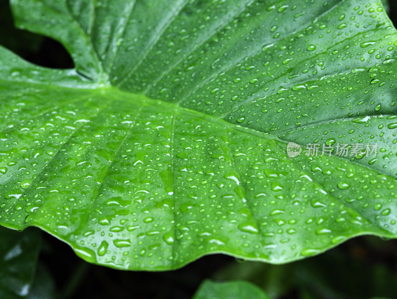 春天绿色的树叶叶子和雨滴水滴露水