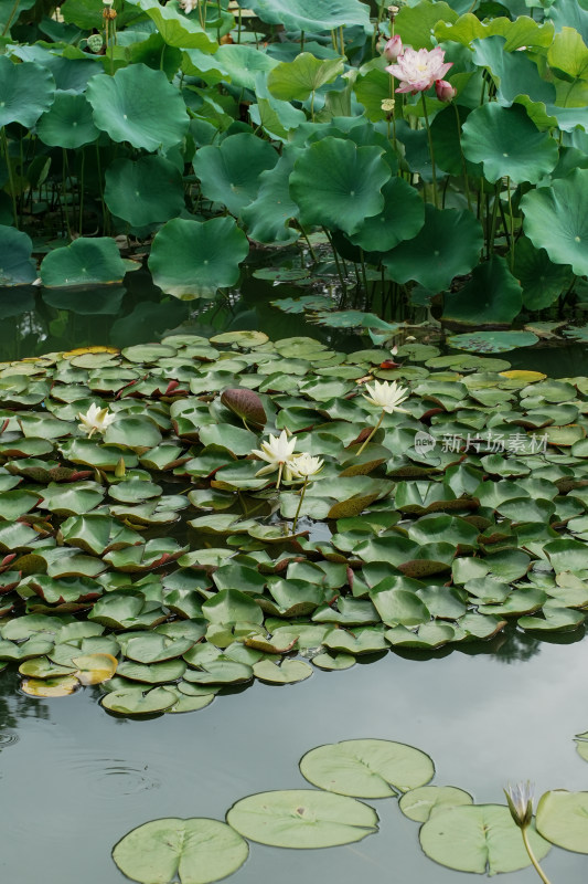 北京国家植物园睡莲