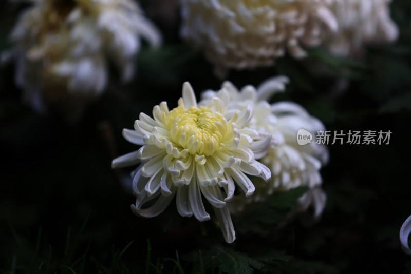 杭州植物园菊花展盛开的白色菊花特写